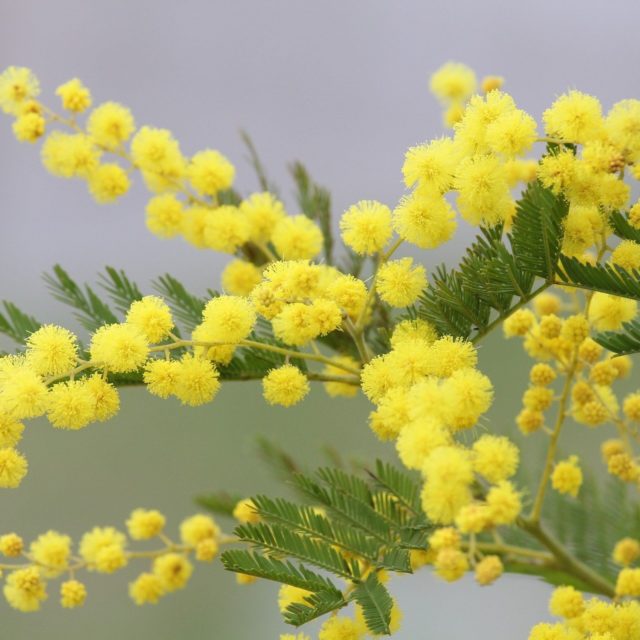 Joies d'hiver : Acacia Dealbata
2026

#mimosa #hiver #senteur #provence #acaciadealbata #sud #fermezlesyeuxetrespirez